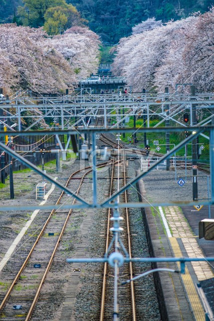 写真のタイトルが入ります