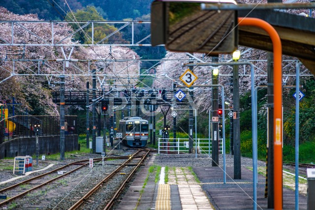 春の山北駅（神奈川県足柄上郡）