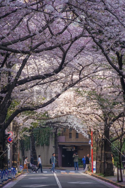 写真のタイトルが入ります
