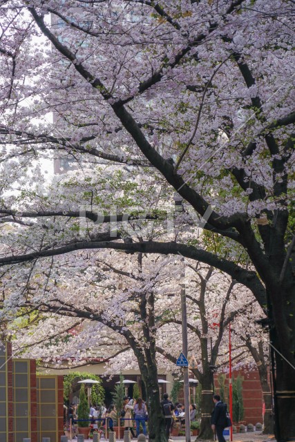 六本木一丁目の桜並木道