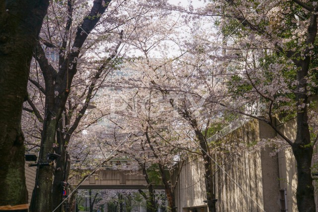 六本木一丁目の桜並木道