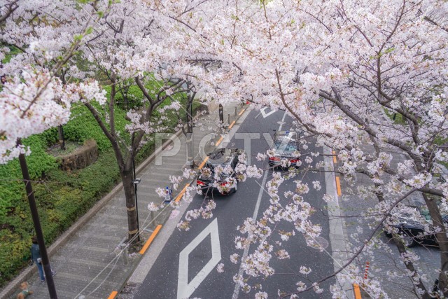 写真のタイトルが入ります