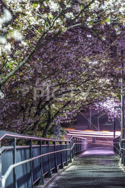 夜桜のトンネル