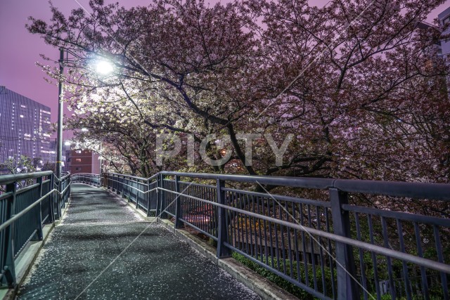 夜桜のトンネル