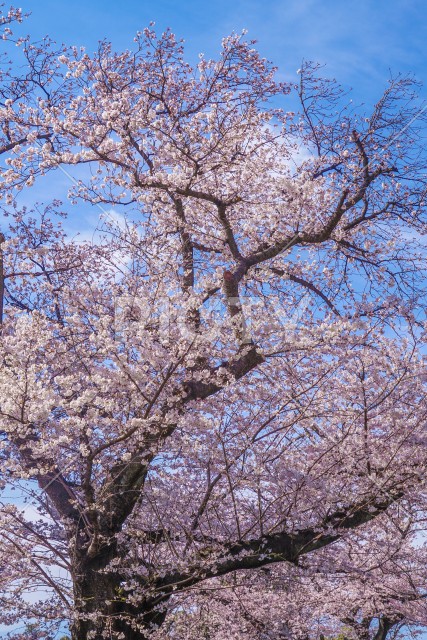 写真のタイトルが入ります