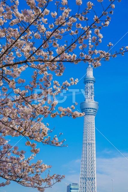 桜と東京スカイツリー