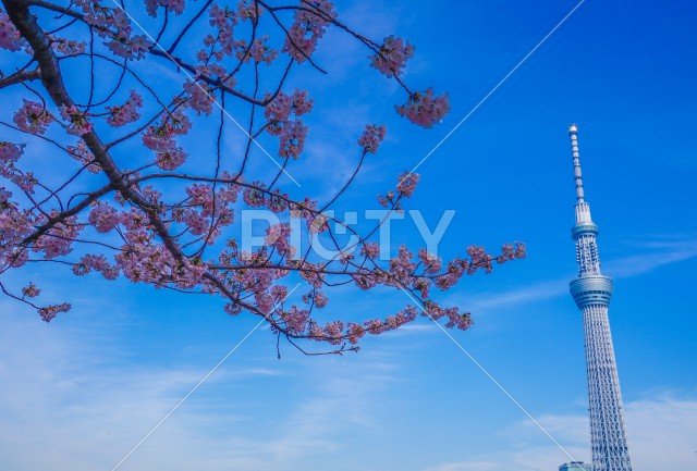 写真のタイトルが入ります