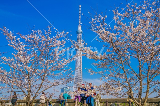 桜と東京スカイツリー