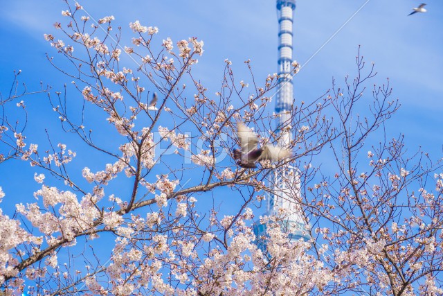 スカイツリーと桜とハト