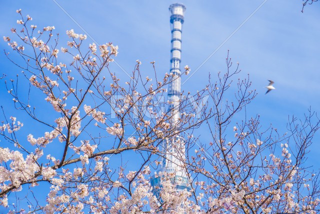 写真のタイトルが入ります