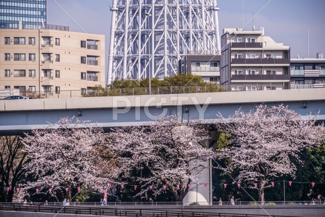 写真のタイトルが入ります