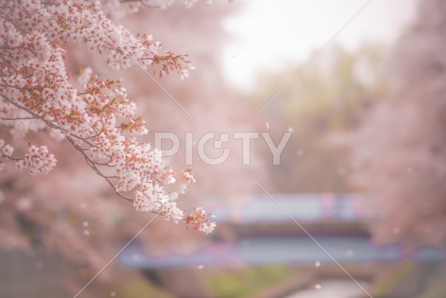 写真のタイトルが入ります
