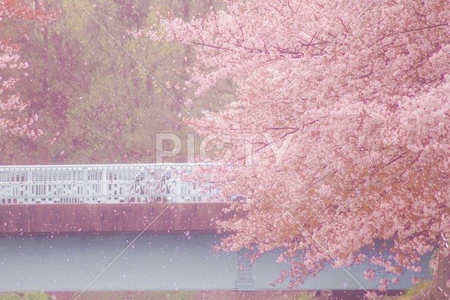 善福寺緑地公園の桜吹雪