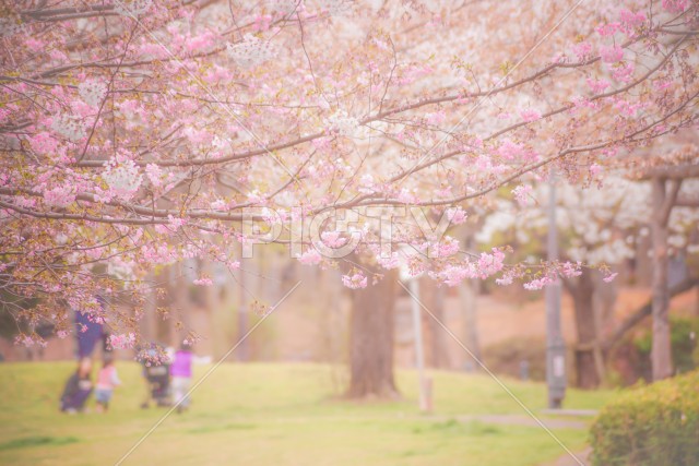写真のタイトルが入ります
