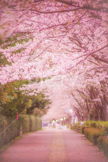 調布飛行場の桜