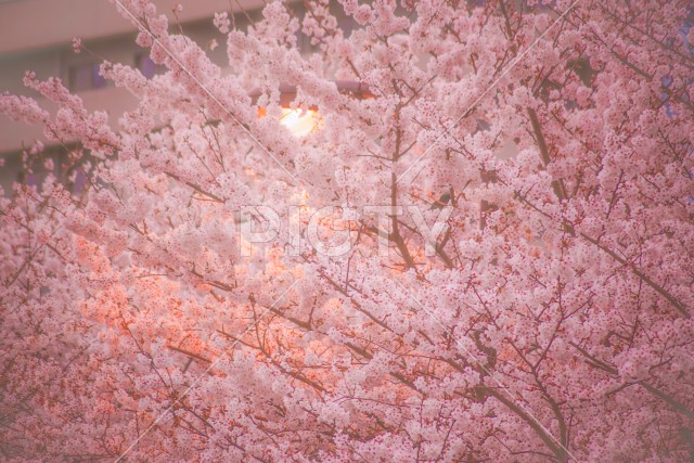 調布飛行場の桜