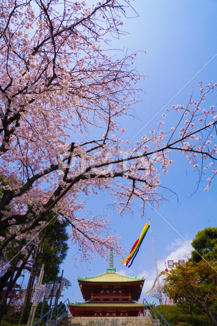 横浜・孝道山の桜イメージ