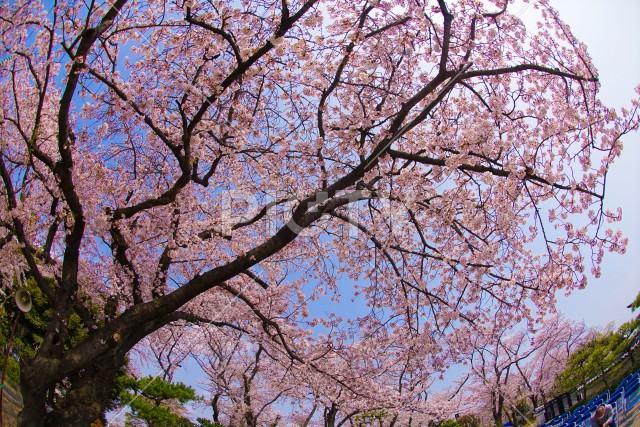 横浜・孝道山の桜イメージ