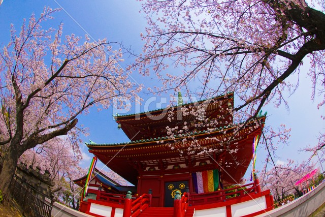 横浜・孝道山の桜イメージ