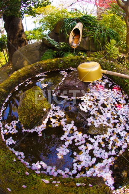 写真のタイトルが入ります