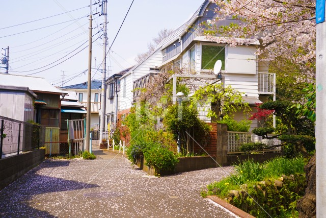 桜がある街並み