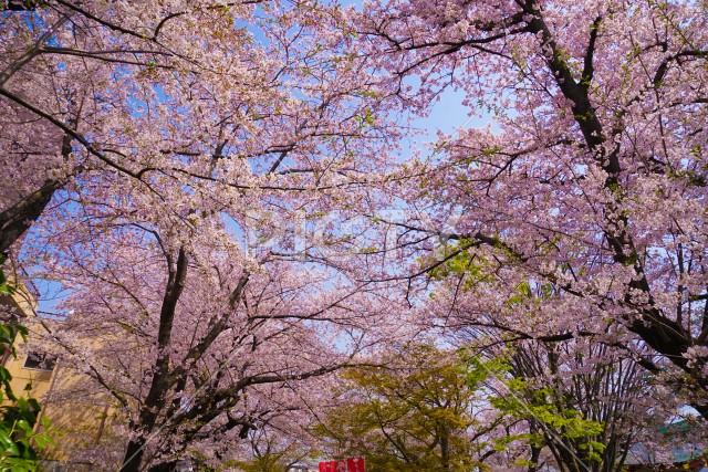 桜がある街並み