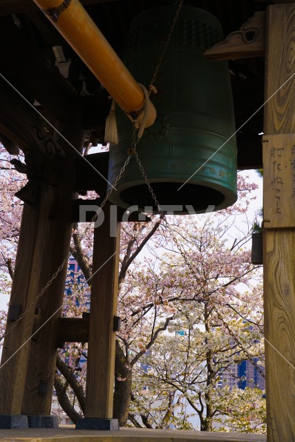 除夜の鐘と桜