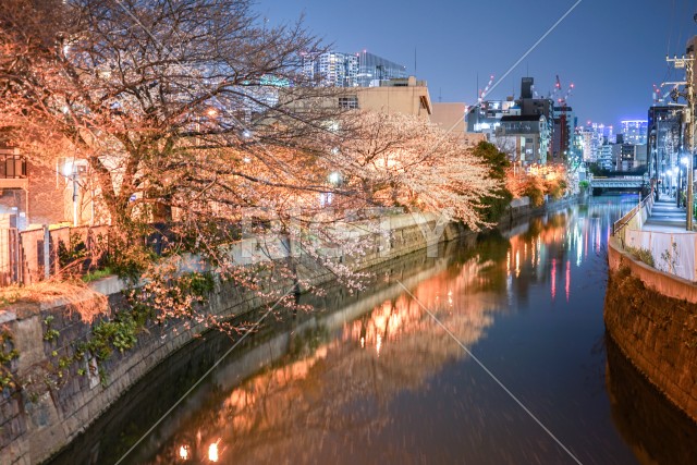 帷子川の夜桜と横浜の街並み
