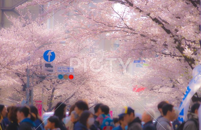 たまプラーザの桜並木と雑踏