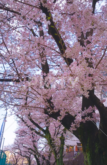 写真のタイトルが入ります