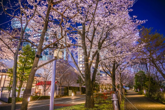 東京都港区赤坂の夜桜と街並み
