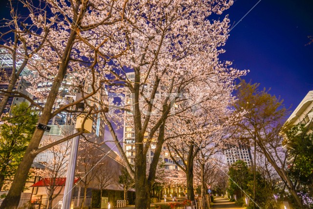 東京都港区赤坂の夜桜と街並み