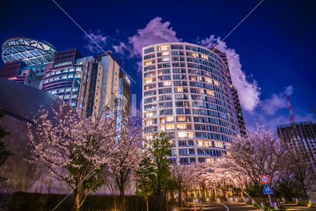 東京都港区赤坂の夜桜と街並み