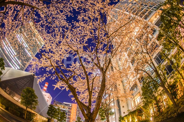 写真のタイトルが入ります
