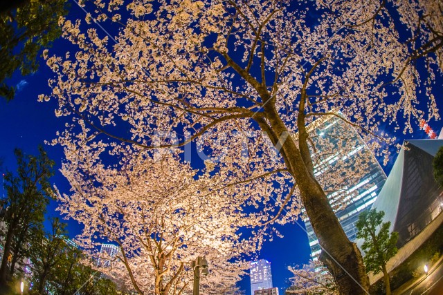 写真のタイトルが入ります