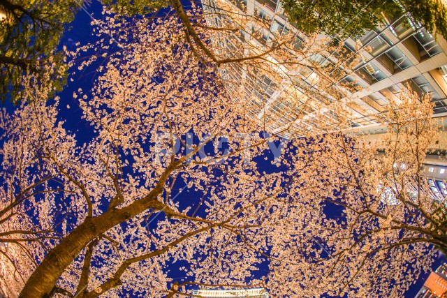 東京都港区赤坂の夜桜と街並み