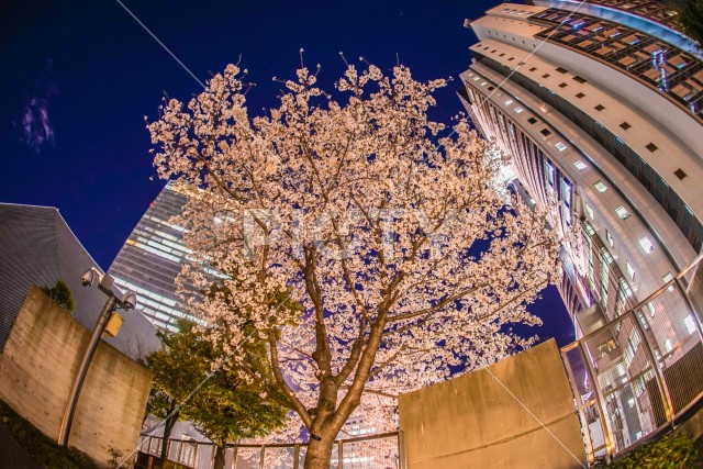 東京都港区赤坂の夜桜と街並み