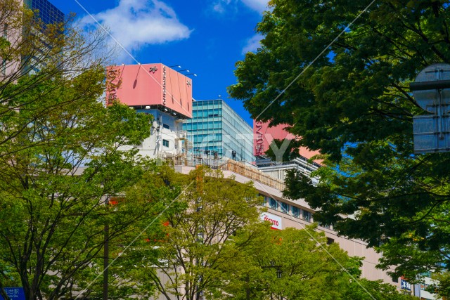 仙台定禅寺通りの新緑