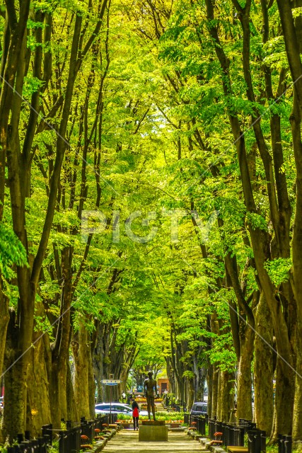 仙台定禅寺通りの新緑