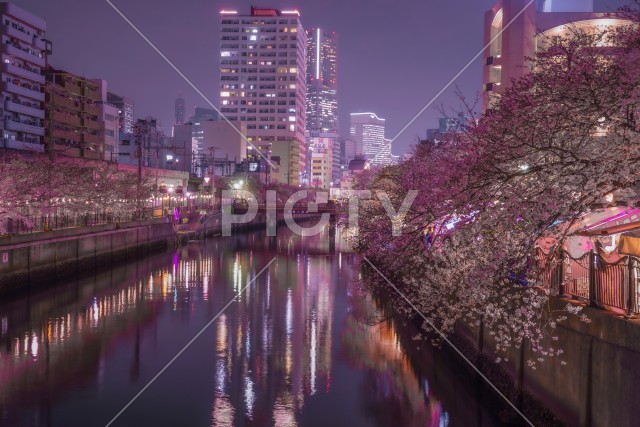 大岡川の夜桜