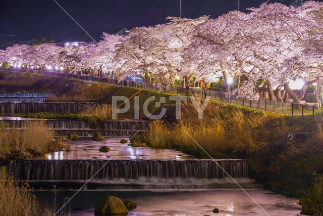 宮城野早川堤の桜