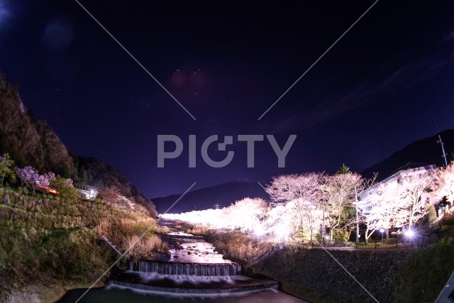 宮城野早川堤の桜