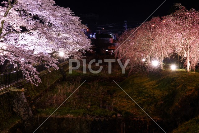宮城野早川堤の桜