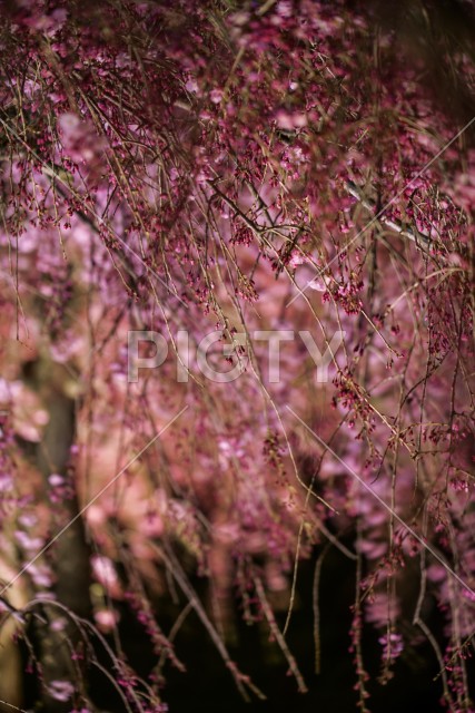 宮城野早川堤の枝垂れ桜