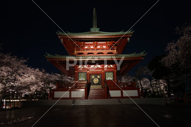 寺と夜桜