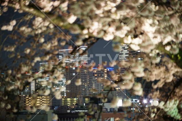 みなとみらいと夜桜