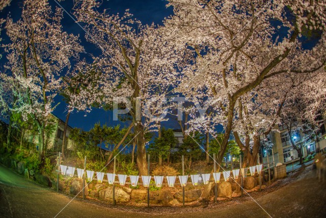 写真のタイトルが入ります