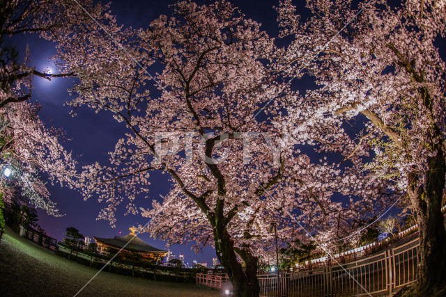 夜桜と月