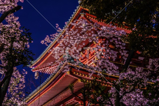 寺と夜桜