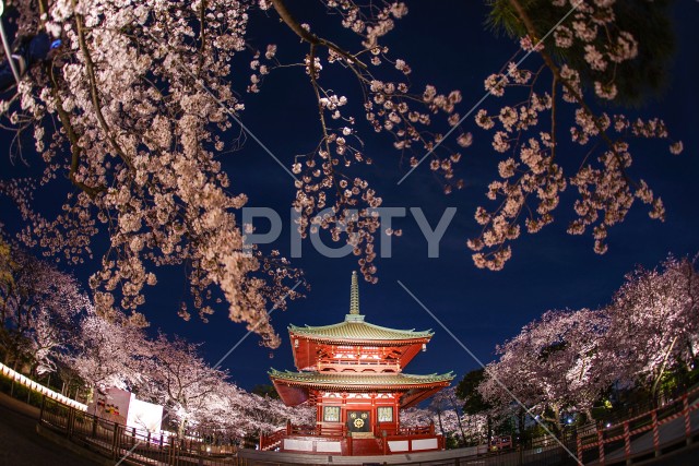 寺と夜桜